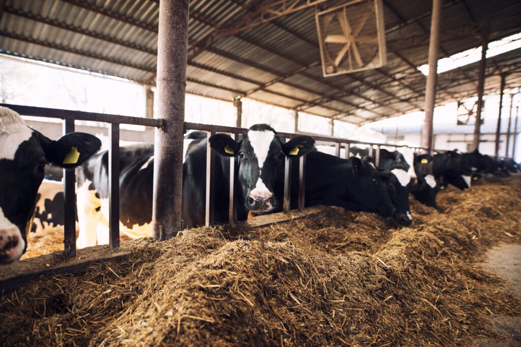 Vaca curiosa engraçada olhando para a câmera enquanto outras vacas comem feno no fundo na fazenda de gado.